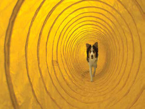 Dog Agility Tunnels