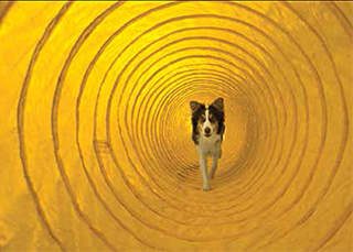 Plascorp Dog Agility Training Tunnel